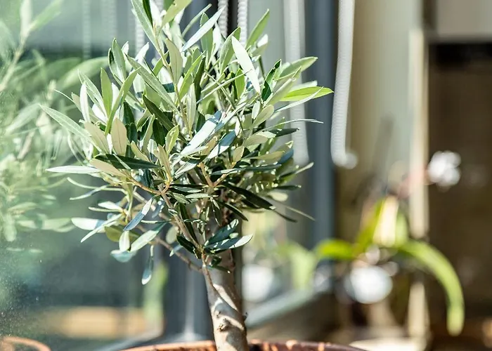 Ophir Апартаменти *